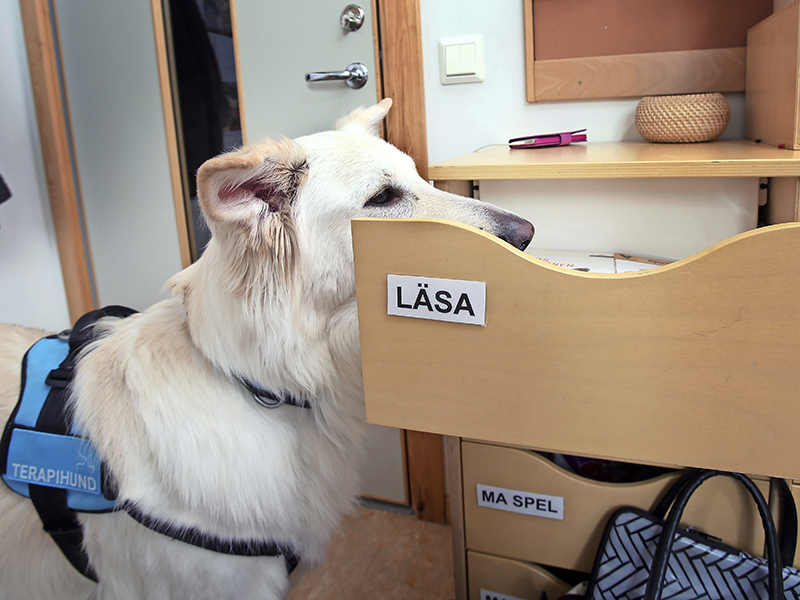 Läshund - skolhund- terapihund
