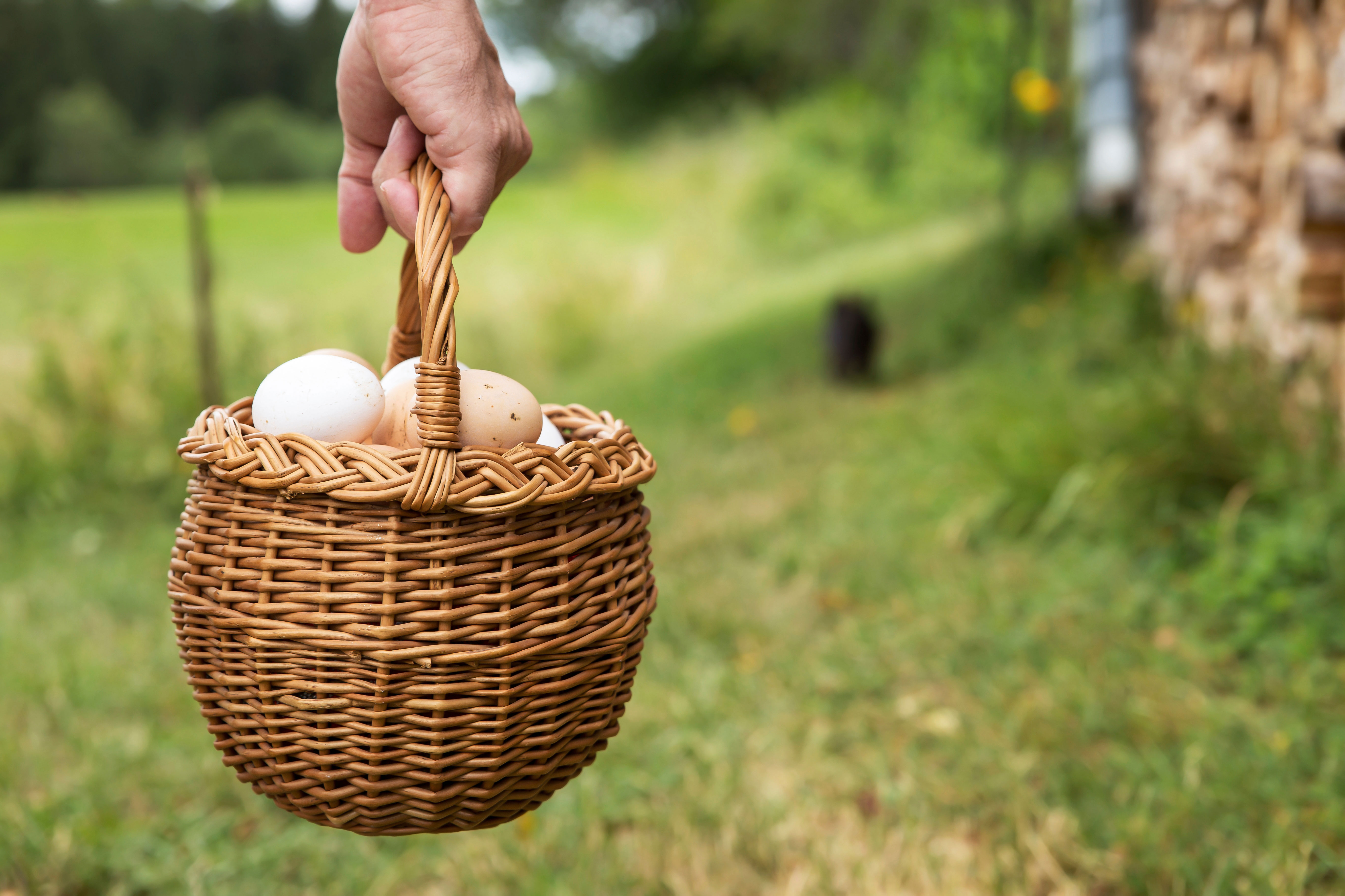 ägg