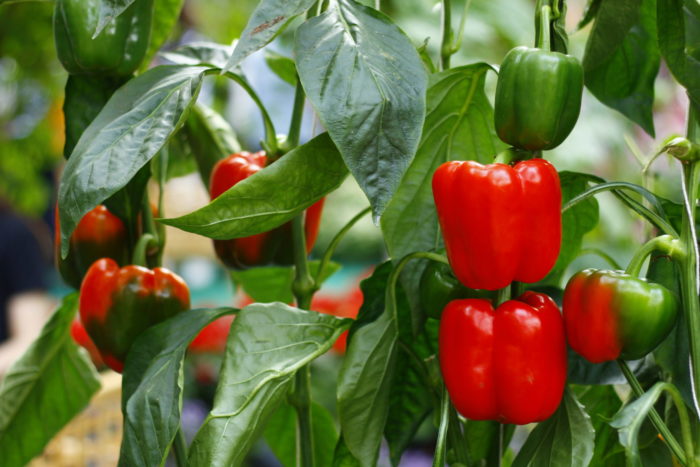 Röd paprika som fortfarande växer.