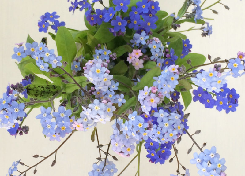 förgätmigejblomma