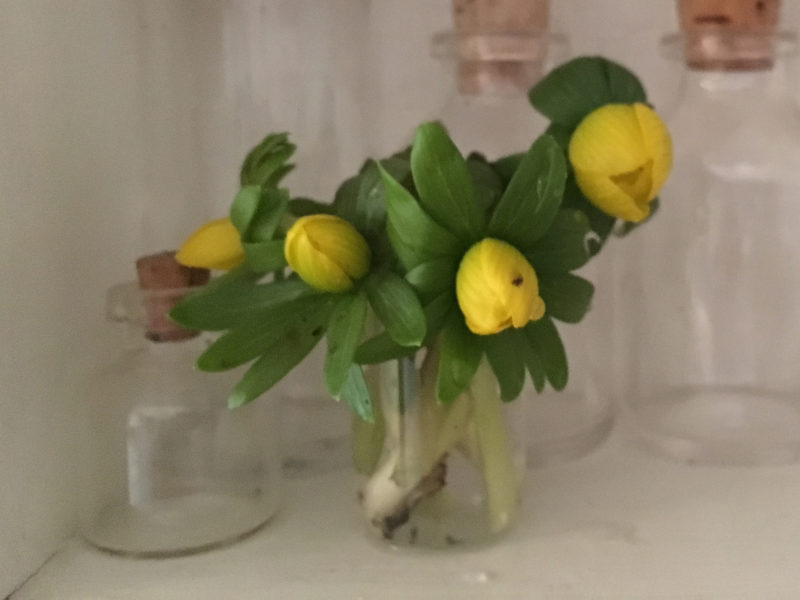 Årets första lilla köksbukett från täppan.