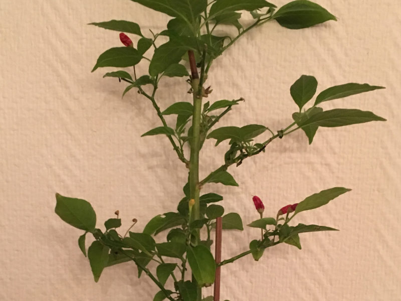 chili
