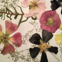 pressade blommor