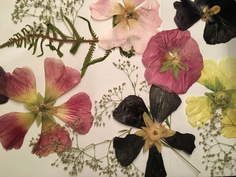 pressade blommor