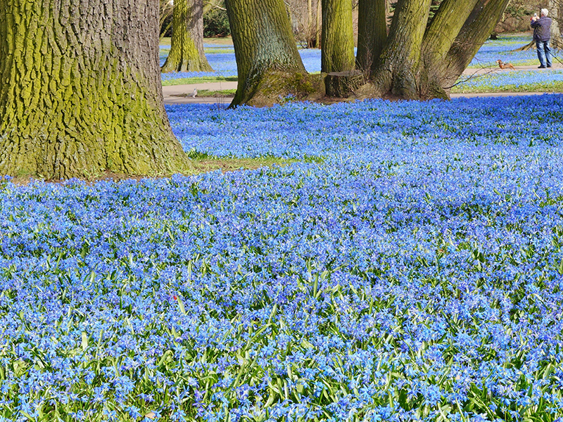 scilla