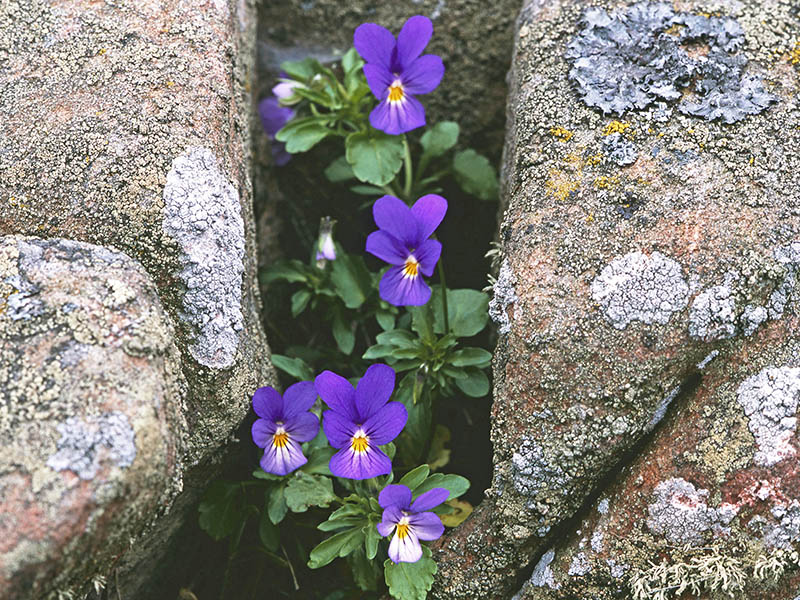 violer