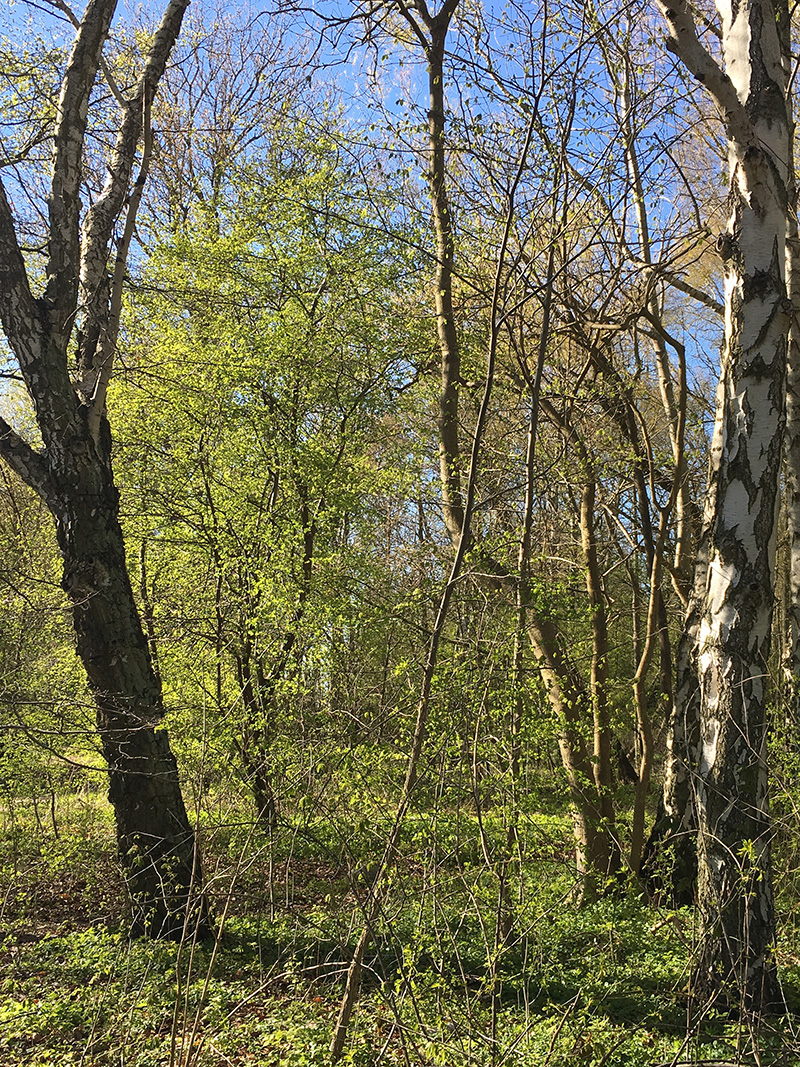 skog