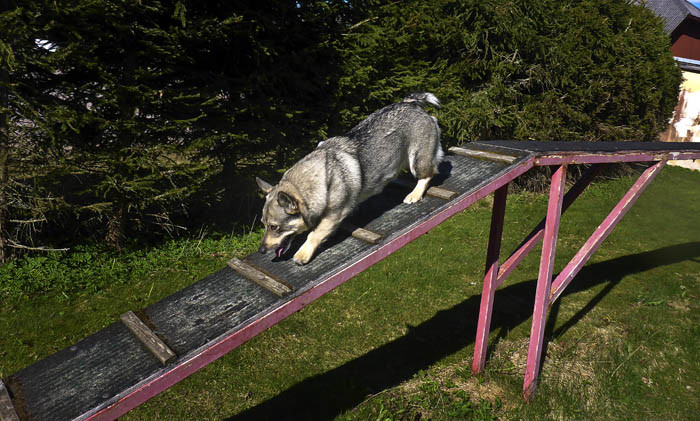När man har tröttnat på utsikten från utsiktsbrädan, så får man vara försiktig. Man ska inte bara rusa åstad. Snubblar man här, så kan det går riktigt illa. Man kan stuka en tass.