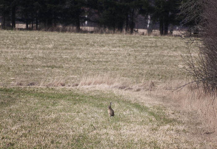 Inte Ens En Grå Liten Fågel