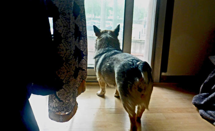 Min Agnes och Matilda har ordnat ett bra utsiktsfönster åt mig. Det är roligt att stå där och följa med vad som händer utanför. Det är många hundar som passerar.