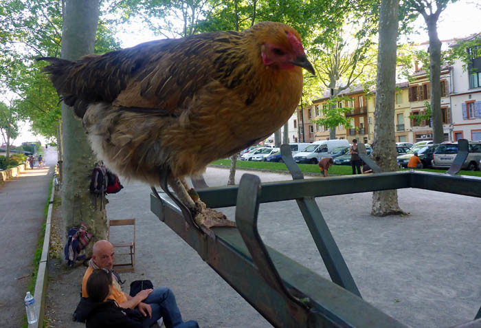 I Toulouse är det väldigt vanligt att man tar med sig sin höna, när man ska gå och spela boule. Då kan hönan sitta och följa med hur det går för husse, när han spelar kula.