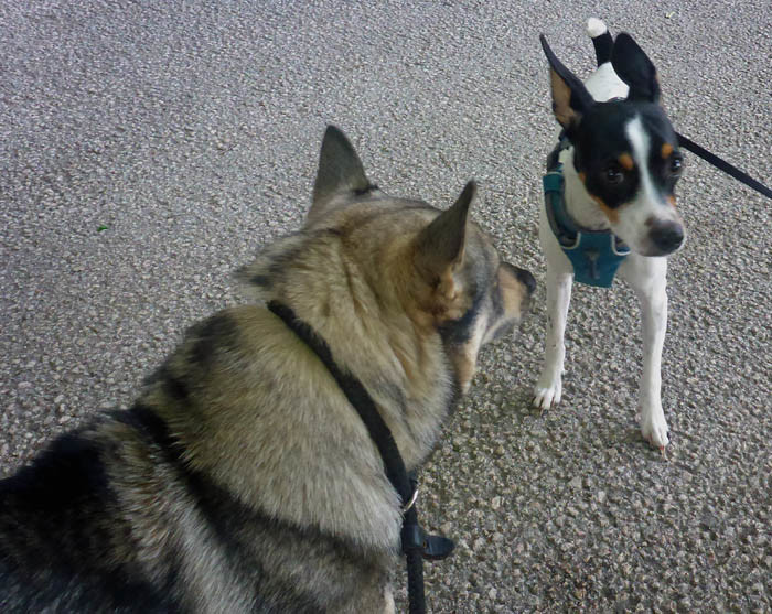 Lite rädd för mig verkar den här fula hunden vara, men jag var faktiskt snäll. Jag morrade inte ens.