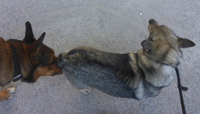 Nehej, stopp och belägg. När den här hunden nosade mig för närgånget i rumpan, så sa jag ifrån. Jag skällde till rejält. Någon måtta får det allt vara!