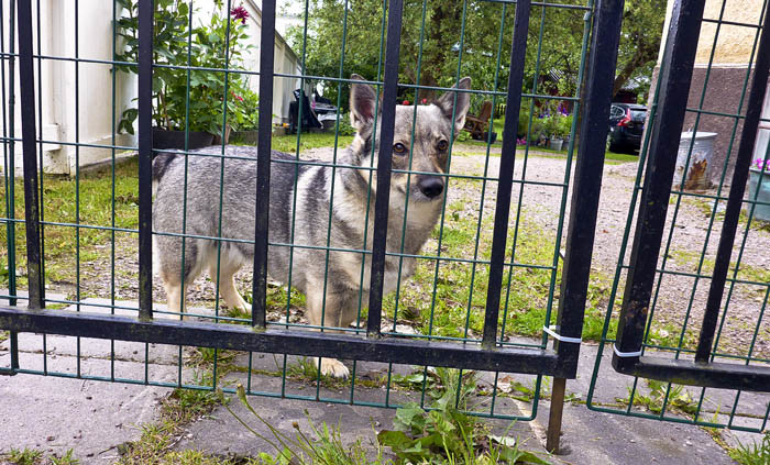 Vad är detta? Grinden hos min resursfamilj är kraftigt förstärkt. Nu är det inte ens lönt att försöka att krypa under. Fast jag har aldrig försökt, så jag fattar inte det här riktigt.