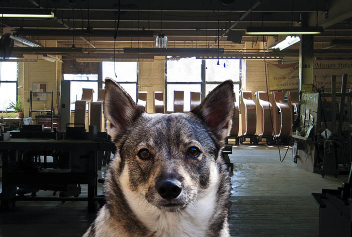 Glöm inte att visa att du som en extra betydelsefull västgötaspets får komma in på ställen där ingen annan kommer in. Denna selfie tog jag när jag var på Steinways fabrik i New York. Där har ingen annan västgötaspets varit och ingen turist heller.