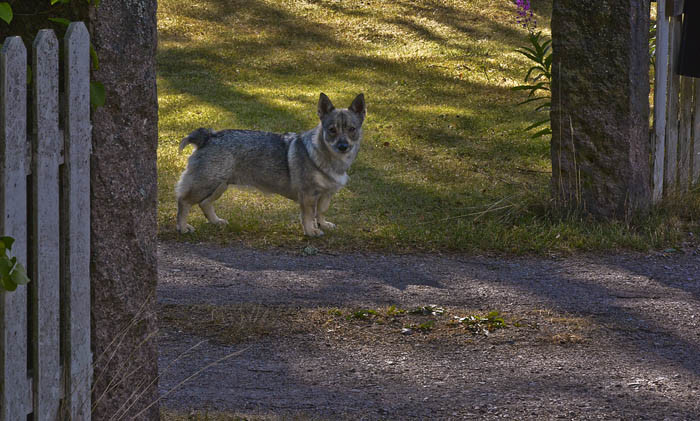Om du kommer gående på min väg och ser denna stiliga västgötaspets som står på vakt, så ska du inte bli rädd. Kanske skäller jag lite, men jag vill gärna bli klappad. För att jag ska vara mindre farlig, så bör du ge mig lite godis.