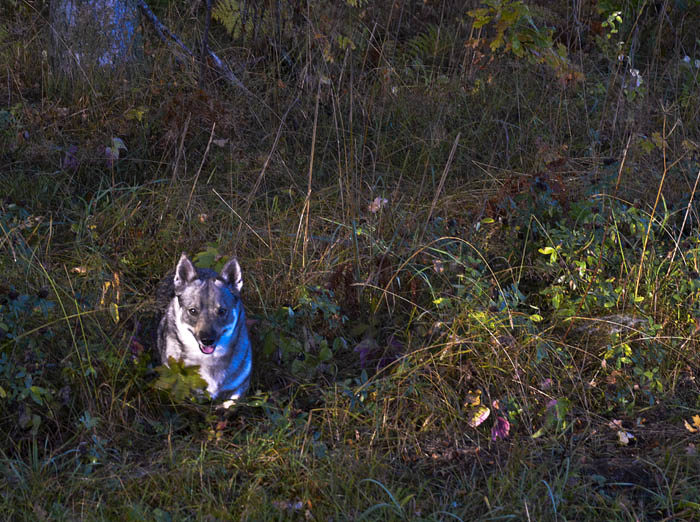 ENSAM Här ser du mig Vaira komma ut från skogen, men ser du någon annan? Nej, det gör du inte, för jag är alldeles ensam. Inte ens en pudel hittade jag i skogen.
