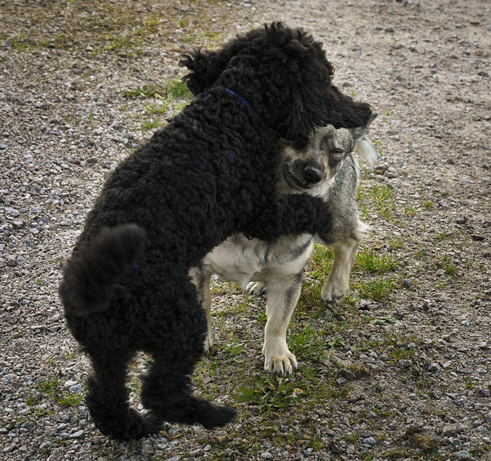 Burdust välkomnades jag av Charlie. När ska han lära sig att hälsa på ett vettigt sätt? Vi är för övrigt bara vänner.