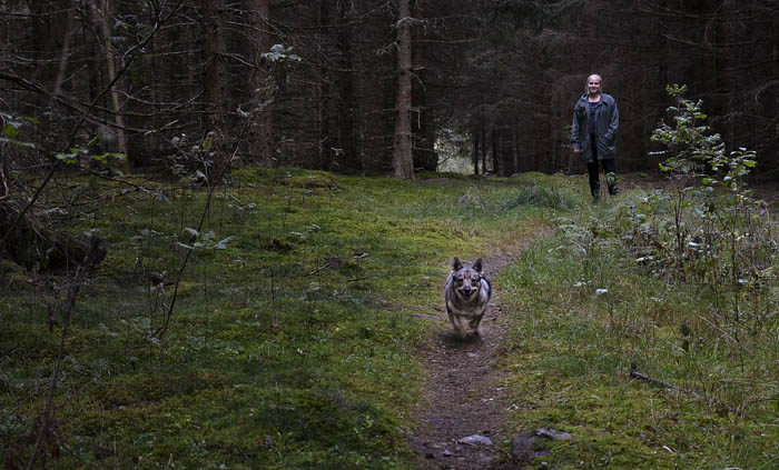 Min Agnes har just sagt ”Marsch till husse”, varvid jag rusar till honom för att inkassera en bit godis. Igår var det Frolic. Det höjer motivationen.