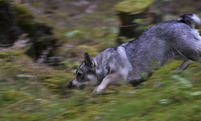 Som det nu blev i morse, så fick jag springa alldeles själv i skogen. Det gick ganska bra det också, som du ser. Det gäller och springa av sig innan det är dags för frukosten.