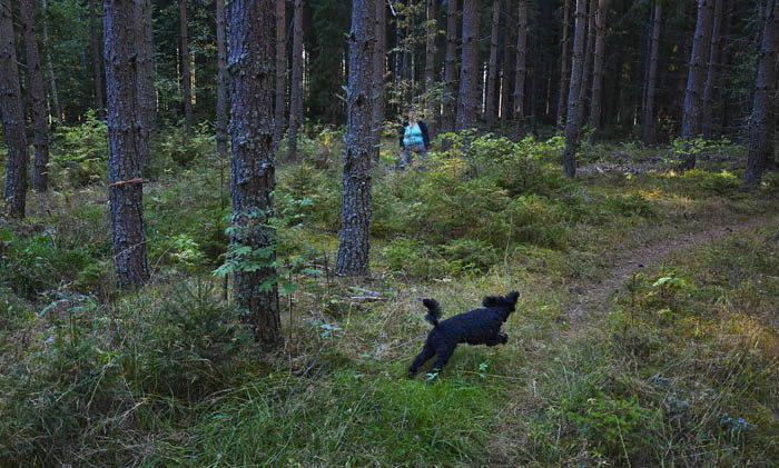 Att hitta en resursmatte kan vara nog så svårt för en Charlie. Han såg nämligen inte när hon försvann. Då ska resursmatte ropa ”Kom Charlie”. Då springer jag dit före Charlie, för då får jag också en godisbit. Charlie kom lite efter, för han koncentrerade sig på en intressant doft, istället för att hålla koll på sin matte. Ser du mig hos resursmatte? Jag står till vänster om henne.