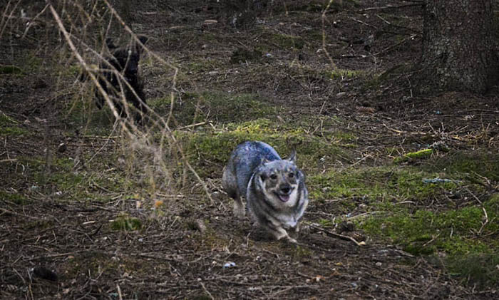 Du börjar med en utmattningsövning, bara för att lugna ner pudeln. Spring före i full fart, så försöker pudeln följa dig. Ser du den svarta plumpen i riset? Det är en Charlie, som förgäves försöker komma ifatt mig. Pudlar är väldigt skuttiga av sig, så denna uppvärmningsövning är nödvändig.