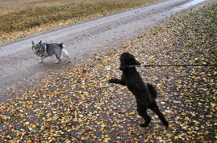 ”Gå i koppel med Vaira på avstånd”, är väl kanske inte Charlies starkaste gren. Här krävs det övning, övning och övning. Med tiden ska det nog också gå bra.