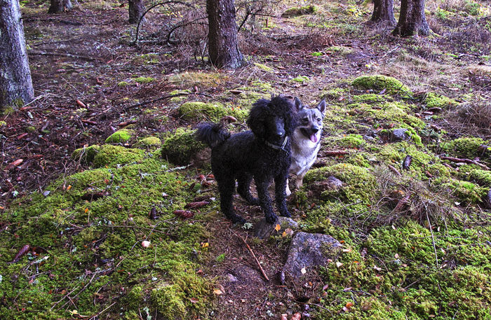 Se det här gick riktigt bra. Den svåra övningen ”Stå stilla jämte en vacker västgötaspets” lyckades till slut. Fast så är jag också en duktig lärare.