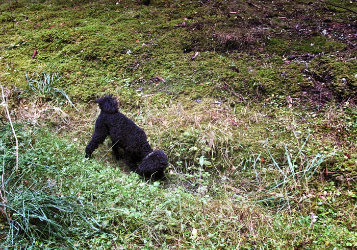 När man är ute i skogen och springer, så händer det lätt att man blir törstig. Jag visade Charlie min hemliga källa vid min hemliga stig. Så här års innehåller den dock inga proteinrika mygglarver.