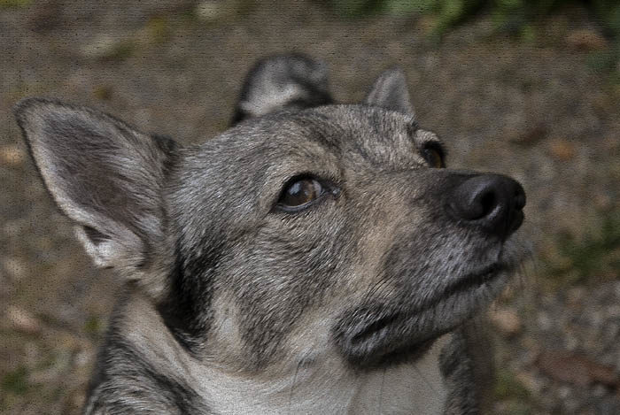 En lite konstnärlig bild som den här, kanske väcker de slumrande aderton i akademin. Vad tror du?