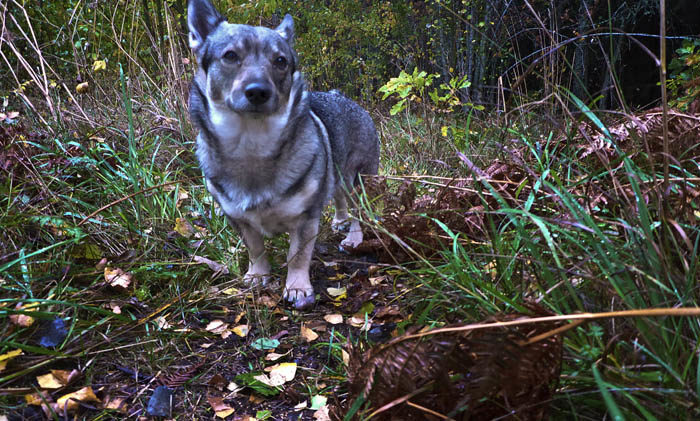 Ser du en vacker västgötaspets i kasst väder? Ser du något sällskap? Precis! Västgötaspetsen ser du, men sällskapet ser du inte. Jag var alldeles ensam under min promenad idag, om man inte räknar med min husse. Det gör man inte gärna.