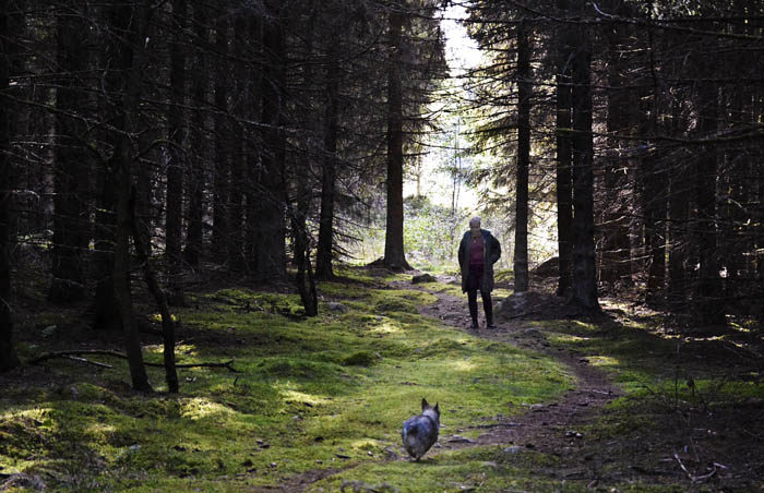 Budföring är kul. Jag har snart tränat upp både min Agnes och min husse. Vi gjorde ett kort pass igår. Jag tror att jag skulle orka springa snabbare, om jag fick korv istället för godis som belöning.
