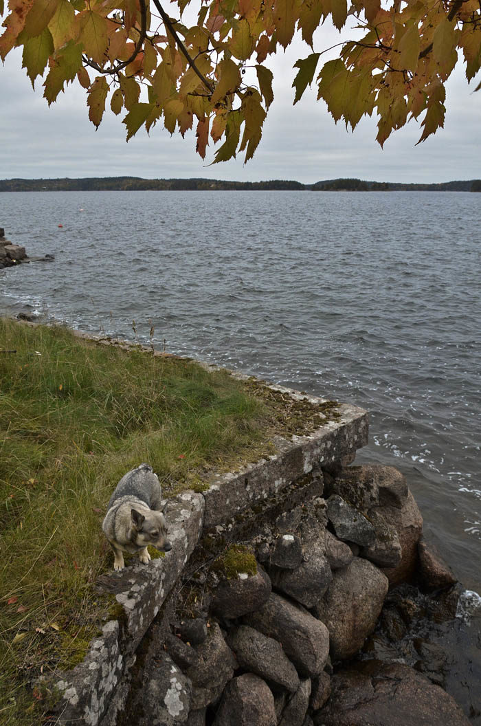 Du ser själv att det är precis lagom med vatten i hela sjön. Vattnet når precis upp till vattenytan. Ser du på stenarna vid min strand, så kan du se var vattenytan finns ibland. Fast då ska du veta att resten av vattnet följer med uppåt.