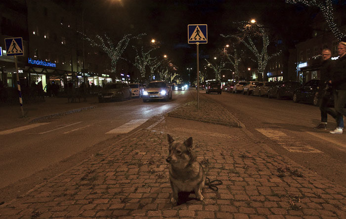 Jag beslöt att visa upp mig på Storgatan i Tranås. Naturligtvis väckte jag allmän beundran. Ryktet att jag skulle besöka stan hade tydligen spritt sig, för det var väldigt mycket folk där.