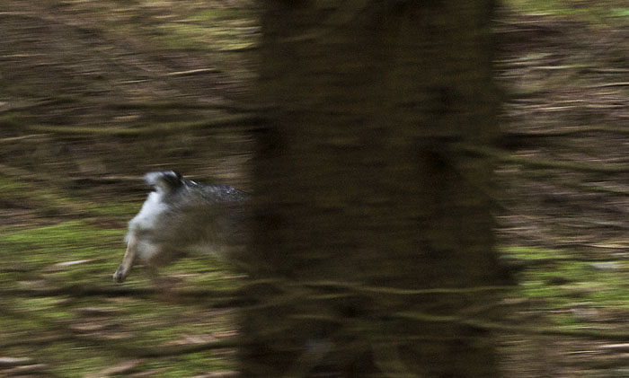 Det är inte svårt att se att det är bråttom idag. Morgonpromenaden togs med en flygande fläng, frånsett ett par nödvändiga behovspausar.