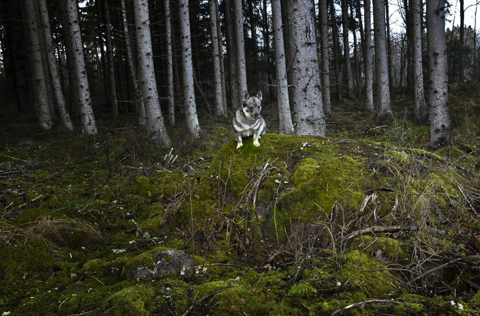 Räcker inte en stubbe, så finns det alltid en rejäl sten att tillgå. På den stenen som jag sitter på här, så kan jag övervaka nästan hela skogen. Just från den här stenen, har jag upptäckt många harar och ett par rådjur. Det är en bra sten.