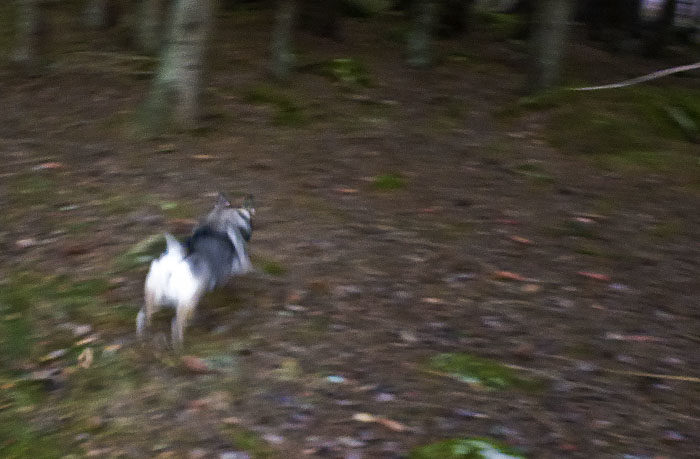 Hej vad det går. Det är jag som sätter i väg på 100 meter skogslöpning. Redan 10.02.47 sekunder senare, kunde jag passera mållinjen. Hur skulle det gå för min husse?