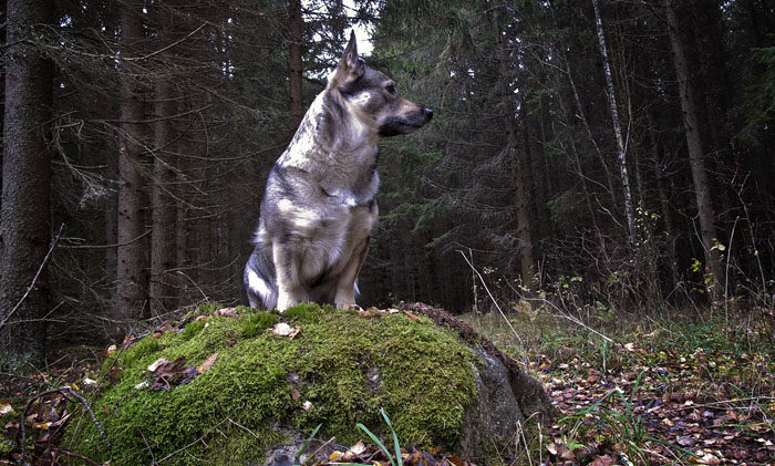 Den viktigaste stenen av alla, min regeringssten, fanns kvar. Som vanligt provsatt jag den. Det brukar löna sig, förstår du. När jag suttit där ett tag och min husse ropar på mig, så får jag en godis när jag kommer. Så även idag.