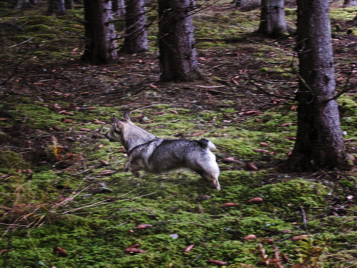 Ett litet skenanfall mot en fiktiv fiende kunde jag i alla fall kosta på mig. Det gäller att vara i god form, om det skulle dyka upp en elefant, eller något annat småvilt.