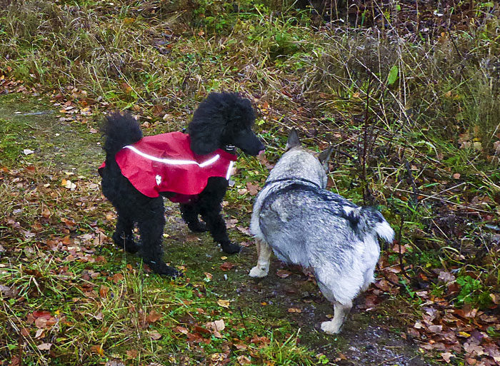 ej, jag vänder inte andra kinden till. Jag vill inte bli biten överhuvudtaget. Lägg också märke till vilken löjlig jacka Charlie har på sig. Jag, såsom varande en västgötaspets, behöver inga kläder. Jag har en rejäl och synnerligen vacker päls.