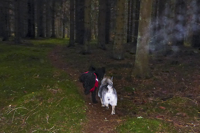Den svarta sudden med röda grejen om är Charlie. Den vackra västgötaspetsen med den stiliga rumpan som syns så bra är jag. Den vita röken är vatten på objektivet. Så blir det när blixten bränner av i skogen. Lägg också märke till att detta är övningen ”Låt eleven gå före”. Eller i Charlies fall skutta före.