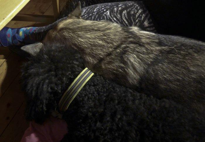 Sova i soffanövningen gick utmärkt. Charlie var ganska bra på att värma. Vi värmde varandra, kan man säga.