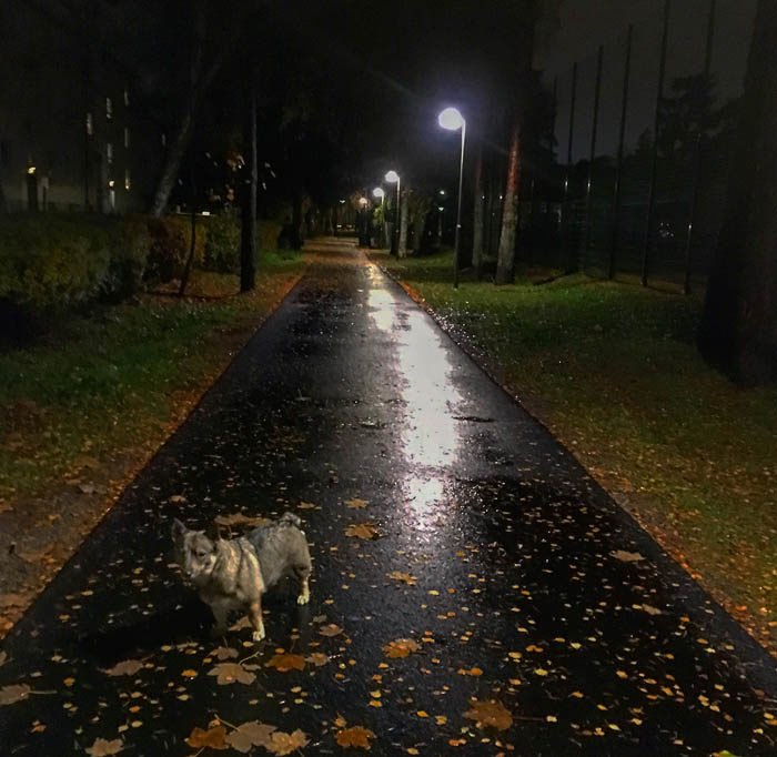 Folket här i förorten är mörkrädda. Därför har de lampor som lyser på både vägar som gångbanor. Dessutom vill de inte ha smutsiga tassar, så de har lagt asfalt där man ska gå. Min gata, i huvudstaden Tranås, saknar både asfalt och belysning.