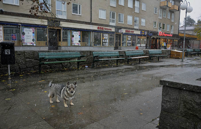 Bara för att jag är så himla långt norrut, så snöar det här. Mossan i min skog är betydligt mjukare att gå på än asfalten här. Dessutom tycker jag nog min skog är vackrare än de gråa husen som pryder det här torget.