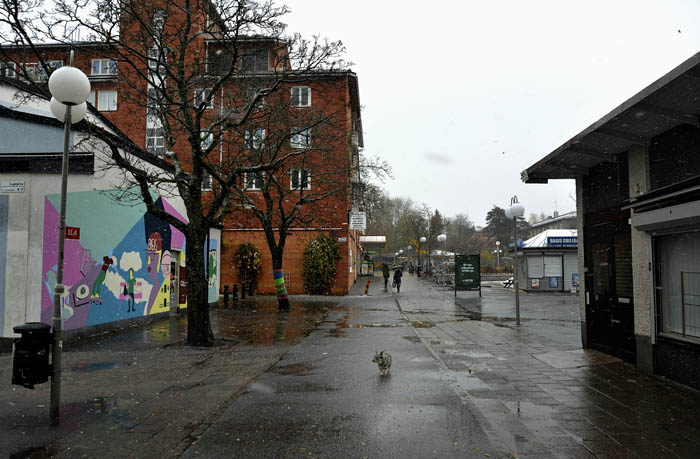 Nu tänker du säkert så här: Nej men Vaira, går du där alldeles själv utan att ha din husse i koppel! Du behöver inte vara orolig. Jag har husse under full kontroll och han fick gå okopplad en liten stund. Han känner sig så duktig och mallig då, nämligen.