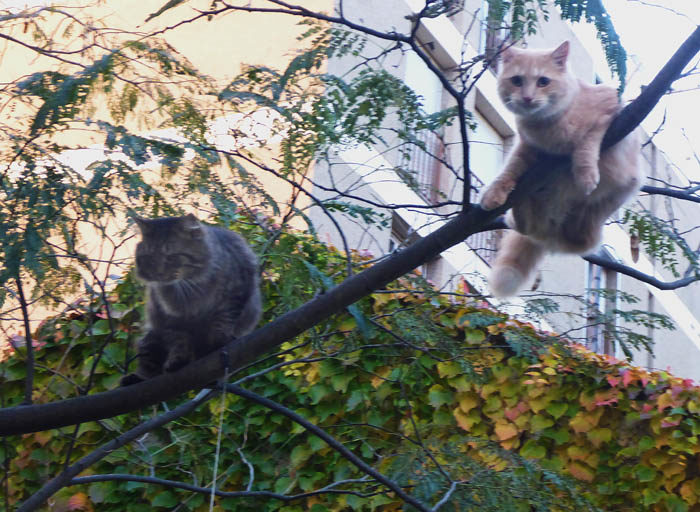 I Toulouse har de trädkatter. De sitter där hela dagarna, ända tills de går ner. Helst hade jag sett att jag sluppit fler bilder på katter.