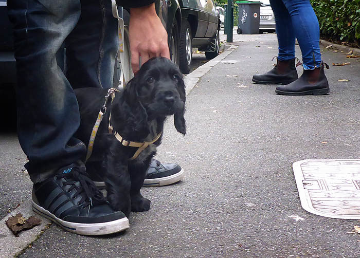 Nu har jag fått det bekräftat. Hundvalpar är svarta. Jag kommer inte ihåg att jag var svart, men det var jag nog innan jag fick min vackra färg jag har nu. Jag undrar vad Charlie ska få för färg när han blir stor?