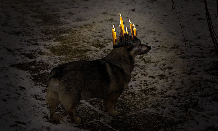 Det går nog inte att fira Lucia mer stämningsfull än så här. Tänk att jag är den finaste Lucia som finns att uppbringa. Det är tur att jag inte är högfärdig av mig.