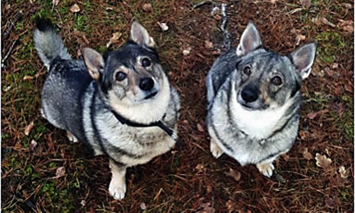 Att vi är släkt ser man ju klart och tydligt. Vi har till exempel samma befallande blick.
