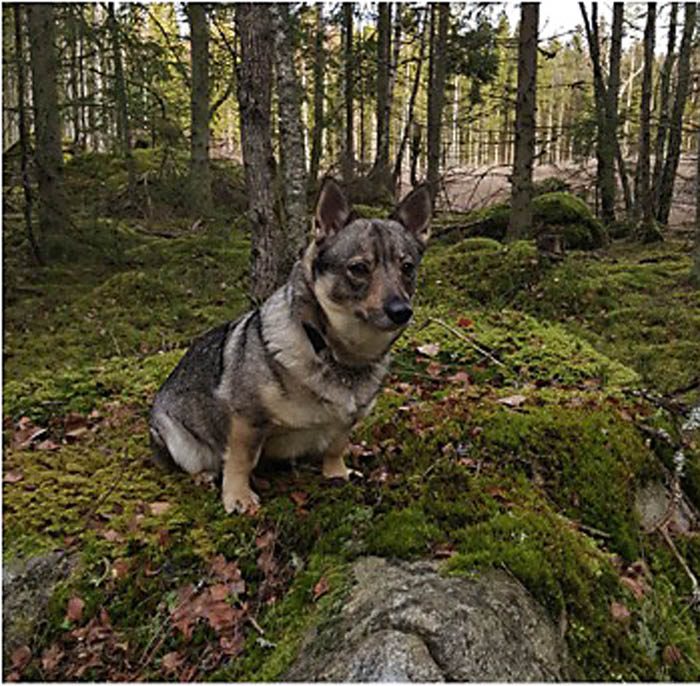 En Vaira på spaning. Stenarna är kanske bättre längst med min hemliga sten, men nog finns det bra stenar här också.